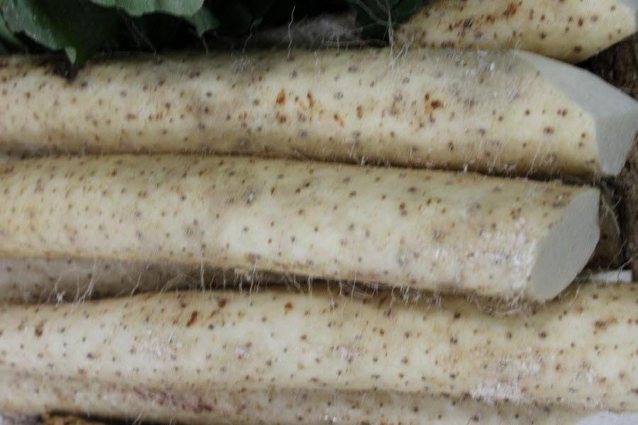 Organic Root Vegetables